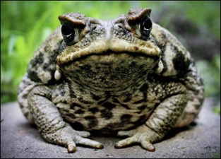 cane-toad0